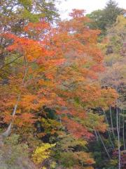 紅葉