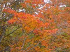 紅葉