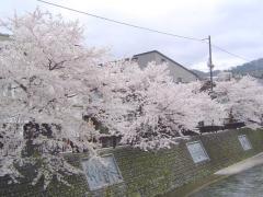 山田川沿いの桜