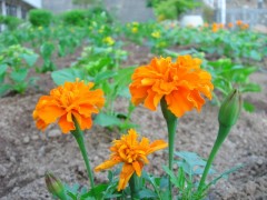 マリーゴールド