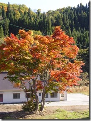 紅葉ドライブ 流葉