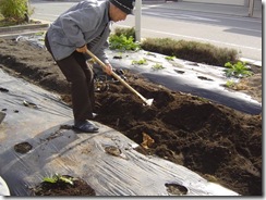 DSC04971 里芋ほり1