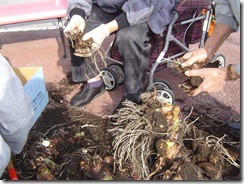 DSC04974 里芋ほり2