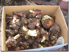 DSC04975 里芋ほり3