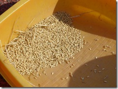 稲扱きが終った状態。