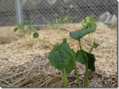 2011H230531 中日新聞野菜苗 004