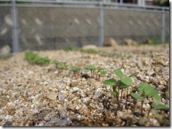 2011H230531 中日新聞野菜苗 006
