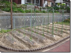 2011H230531 中日新聞野菜苗 015