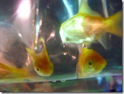 こんちは～。  ぽにょ ちゃうよ。